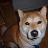 プロフィール