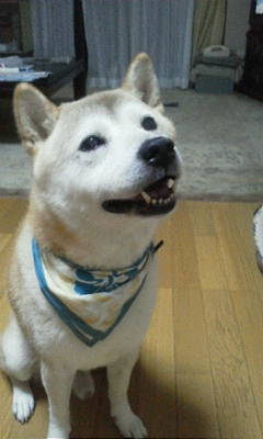 笑顔のりく